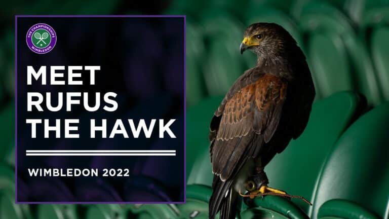 Rufus Si Elang Pengawal Lapangan Hijau Wimbledon